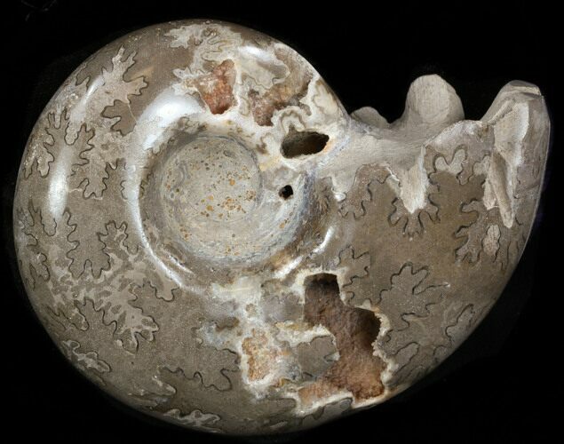 Polished Cretaceous Ammonite Fossil - Khenifra, Morocco #35295